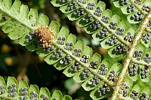 Dryopteris affinis agg. Scaly Male-fern