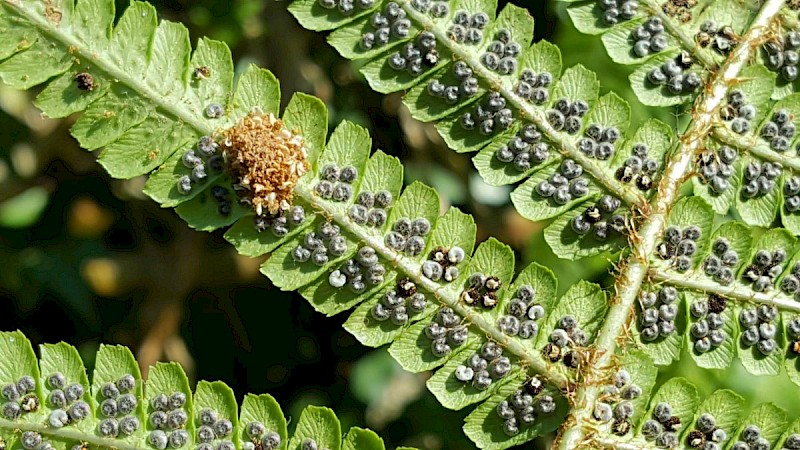 Dryopteris affinis agg. - © Barry Stewart