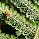 Dryopteris affinis agg.