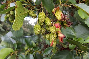 Taphrina alni Alder Tongue