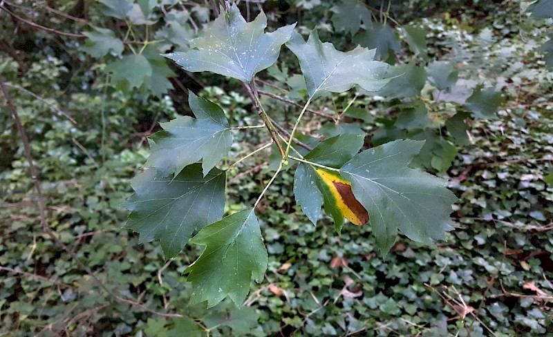 Sorbus torminalis - © Barry Stewart