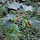 Sorbus torminalis