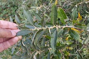 Salix x holosericea S. cinerea x viminalis