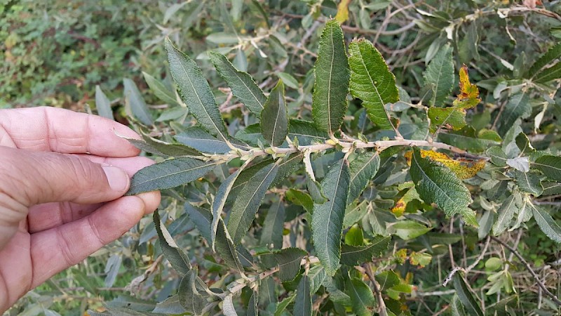 Salix x holosericea - © Barry Stewart