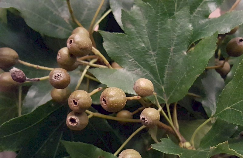 Sorbus torminalis - © Barry Stewart