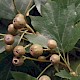 Sorbus torminalis