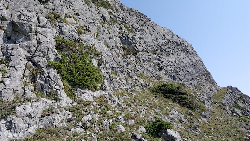 Juniperus communis - © Barry Stewart