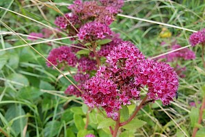 Sedum telephium Orpine