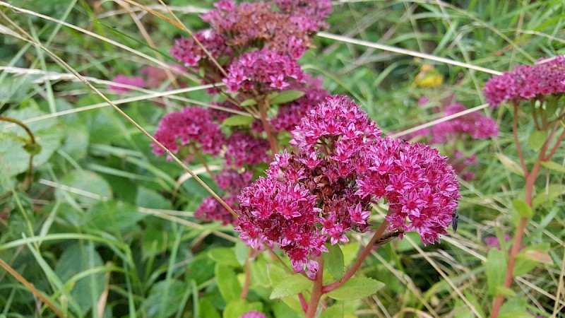 Sedum telephium - © Barry Stewart