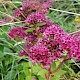 Sedum telephium