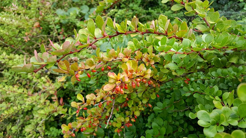 Berberis vulgaris - © Barry Stewart