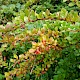 Berberis vulgaris