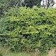 Berberis vulgaris