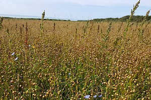 Linum usitatissimum Flax