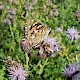 Cirsium arvense