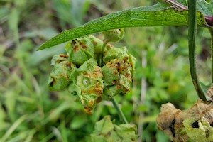 Puccinia malvacearum Mallow Rust