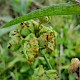 Puccinia malvacearum