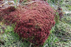 Sphagnum capillifolium Red Bog-moss