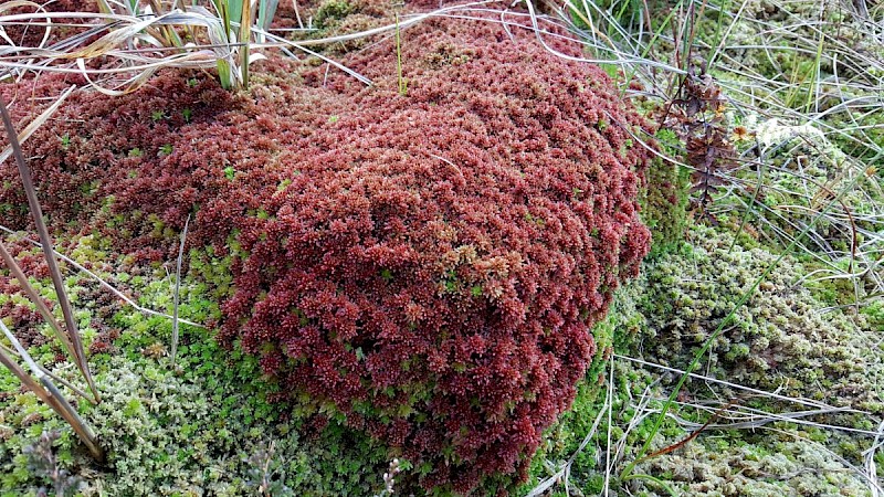 Sphagnum capillifolium - © Barry Stewart