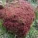 Sphagnum capillifolium