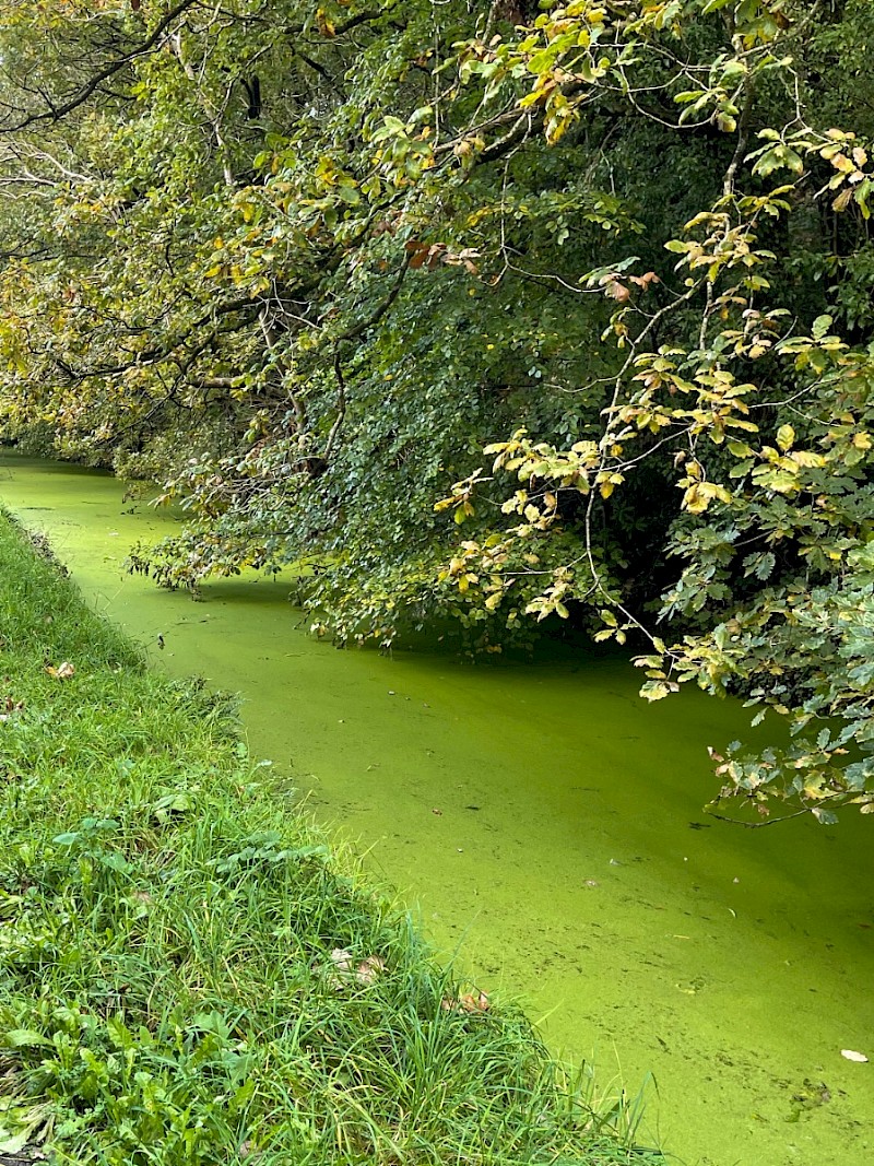 Lemna minuta - © Charles Hipkin