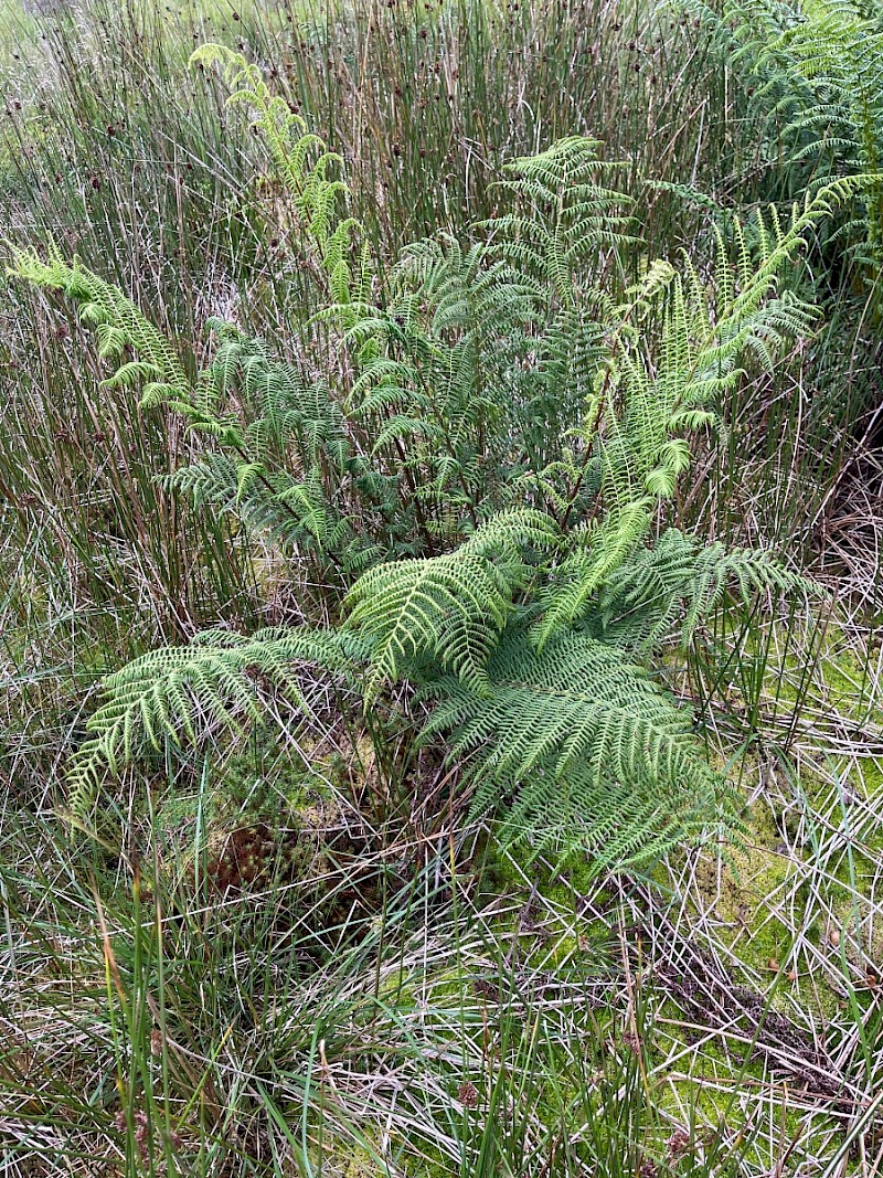 Athyrium filix-femina - © Charles Hipkin