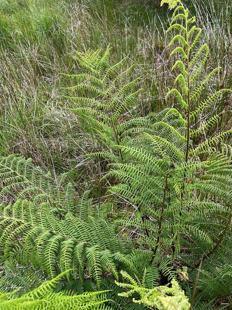 Athyrium filix-femina - © Charles Hipkin