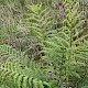 Athyrium filix-femina