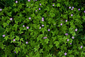 Geranium robertianum Herb-Robert