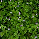 Geranium robertianum