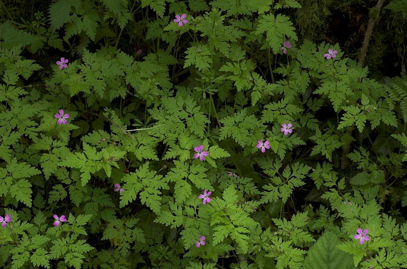 Geranium robertianum - © Charles Hipkin