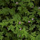 Geranium robertianum