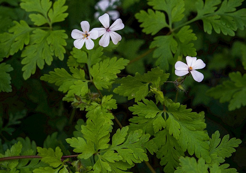 Geranium robertianum - © Charles Hipkin