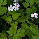 Geranium robertianum