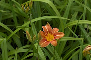 Xanthorrhoeaceae (Liliaceae)