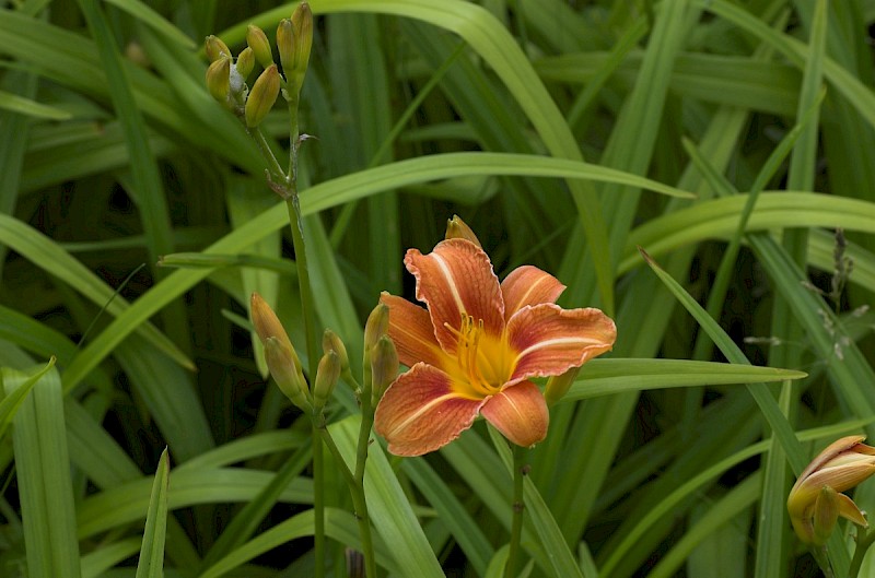 Hemerocallis fulva - © Charles Hipkin