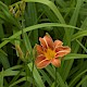 Hemerocallis fulva