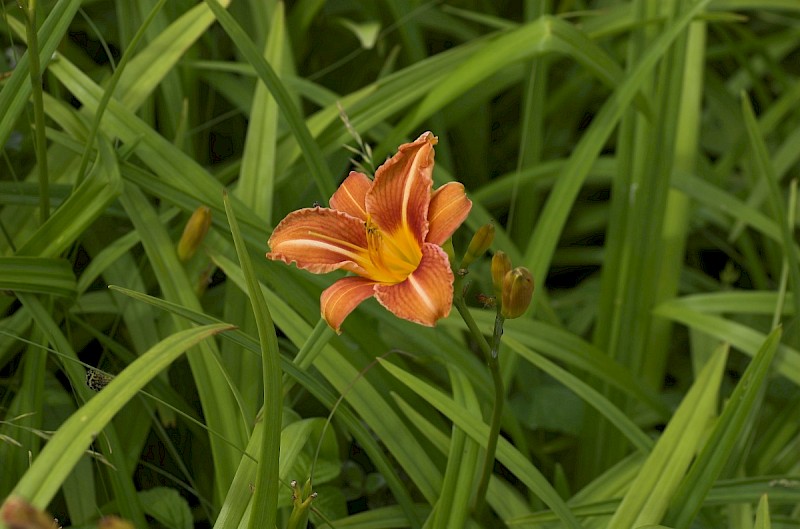 Hemerocallis fulva - © Charles Hipkin