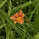 Hemerocallis fulva