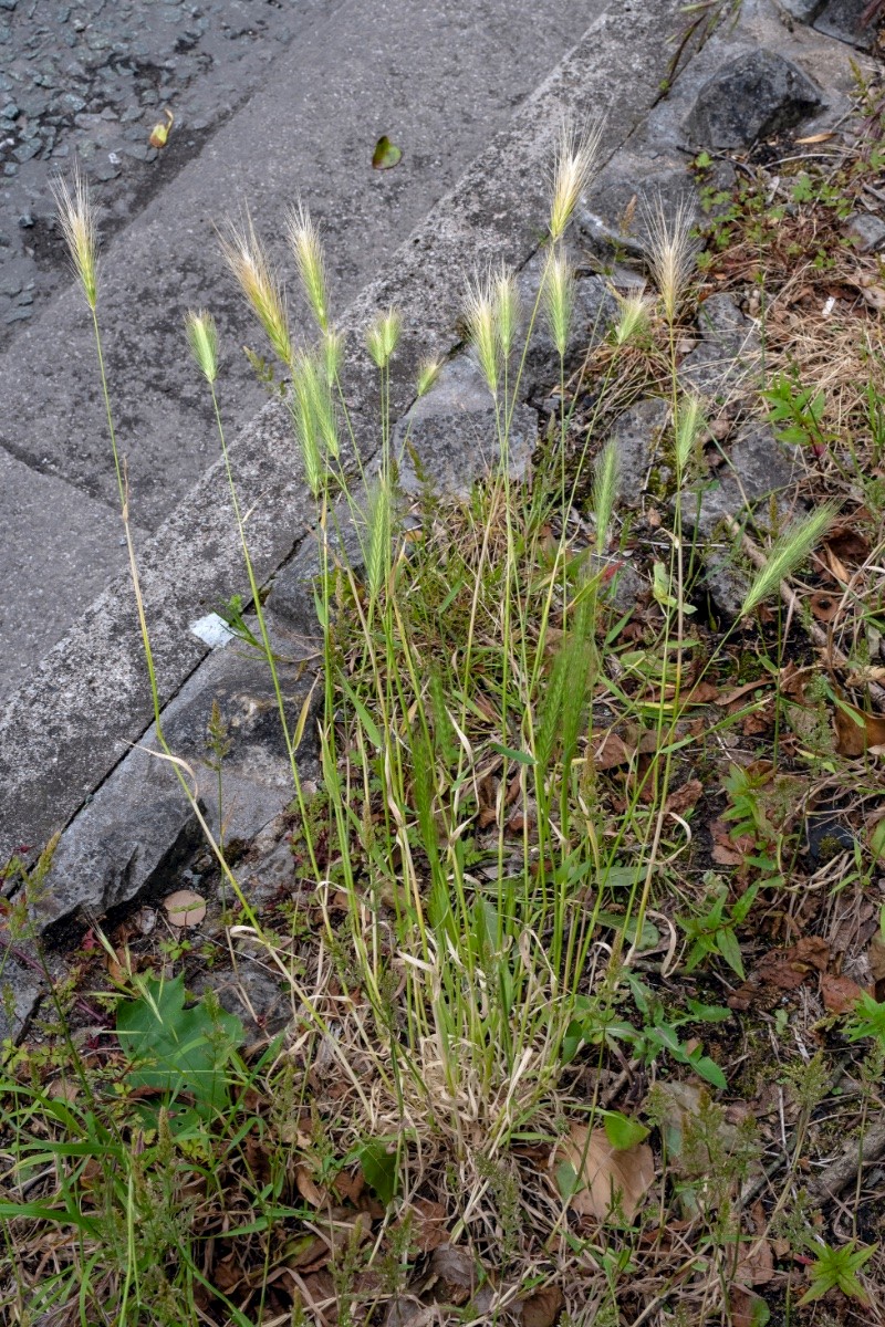 Hordeum murinum - © Charles Hipkin