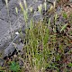 Hordeum murinum