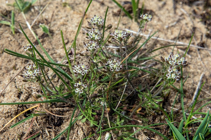 Hornungia petraea - © Charles Hipkin