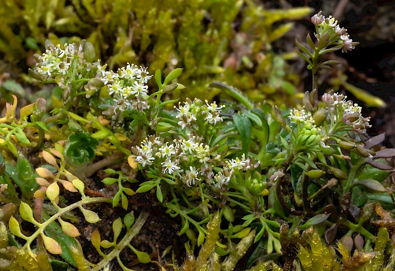 Hornungia petraea - © Charles Hipkin