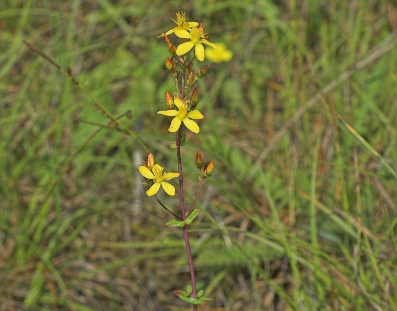 Hypericum pulchrum - © Charles Hipkin