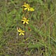 Hypericum pulchrum