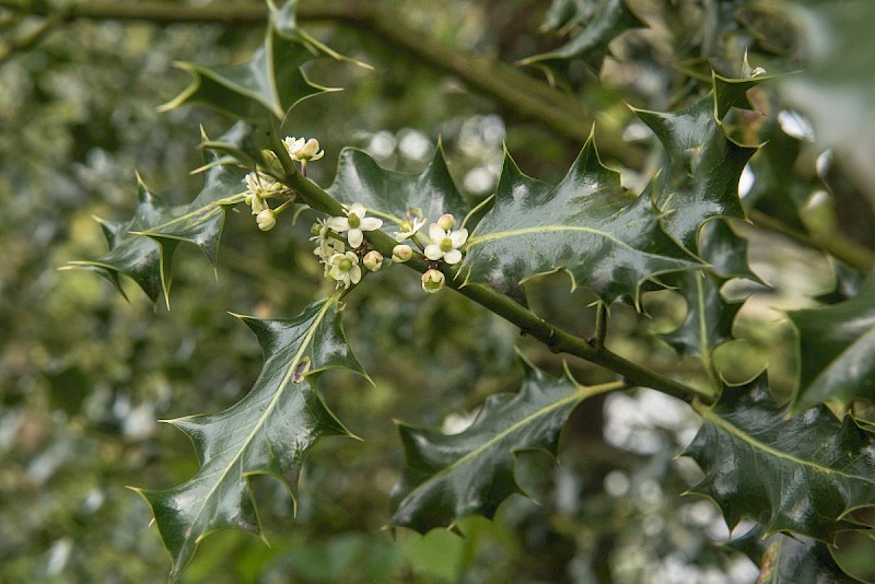 Ilex aquifolium - © Charles Hipkin