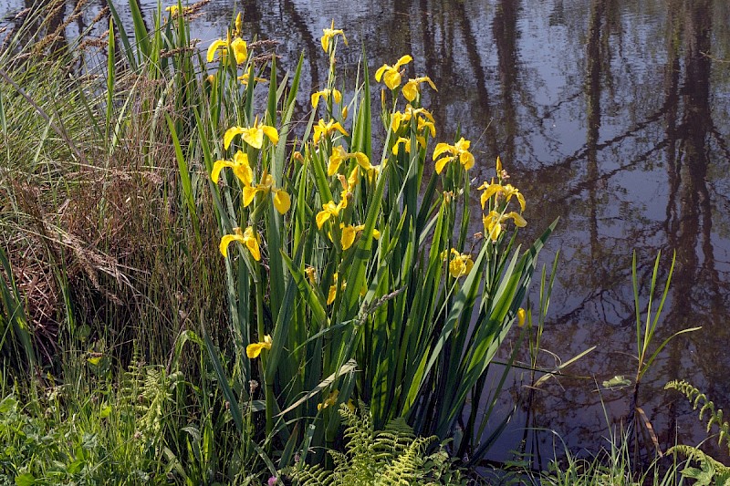 Iris pseudacorus - © Charles Hipkin