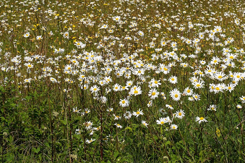 Leucanthemum vulgare - © Charles Hipkin