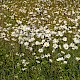 Leucanthemum vulgare