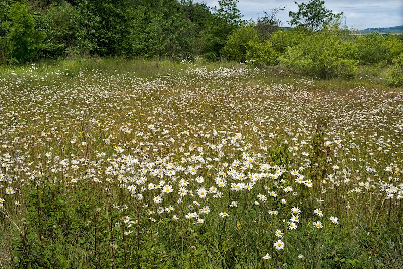 Leucanthemum vulgare - © Charles Hipkin